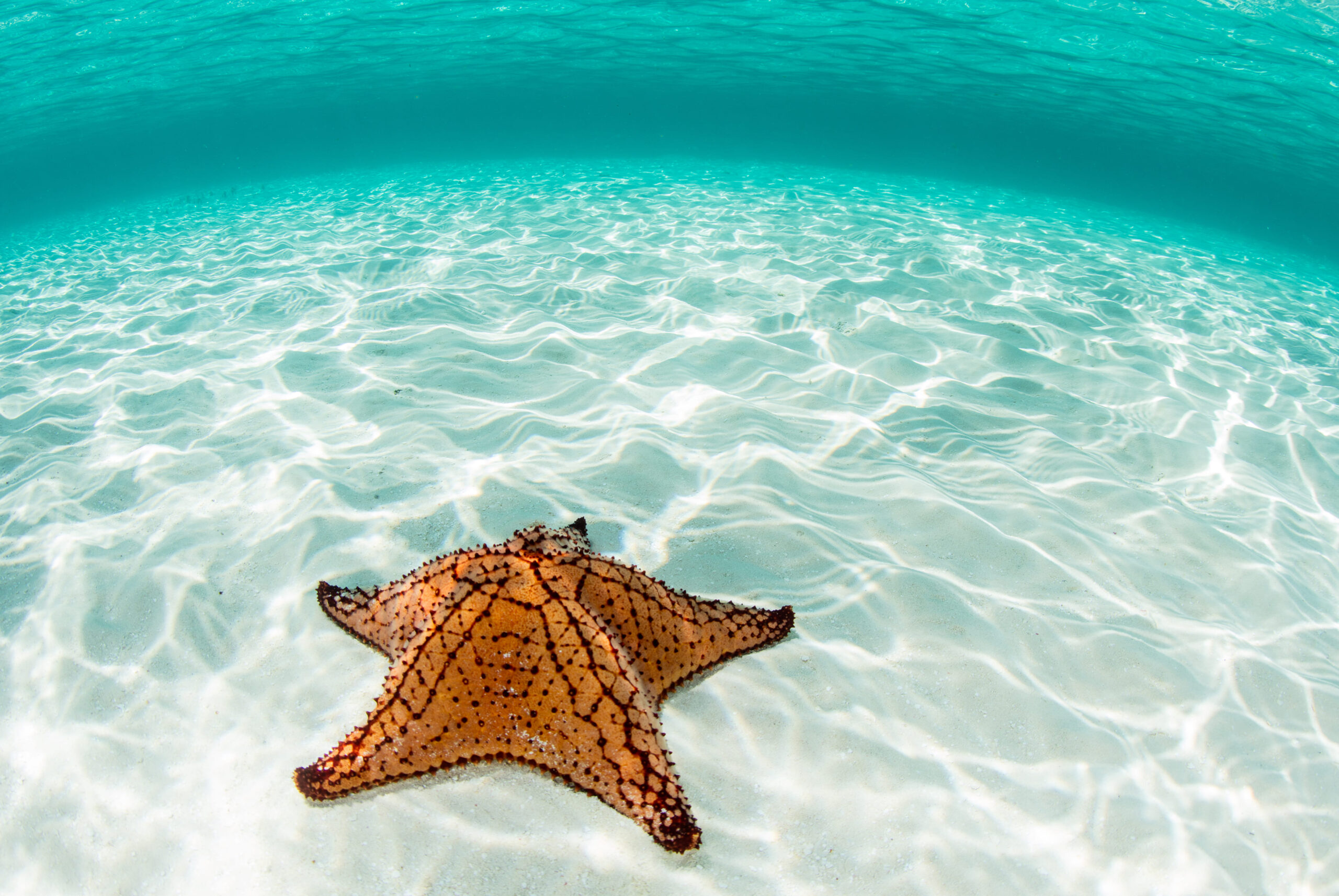 Tour Cozumel Sea Safari Cielo